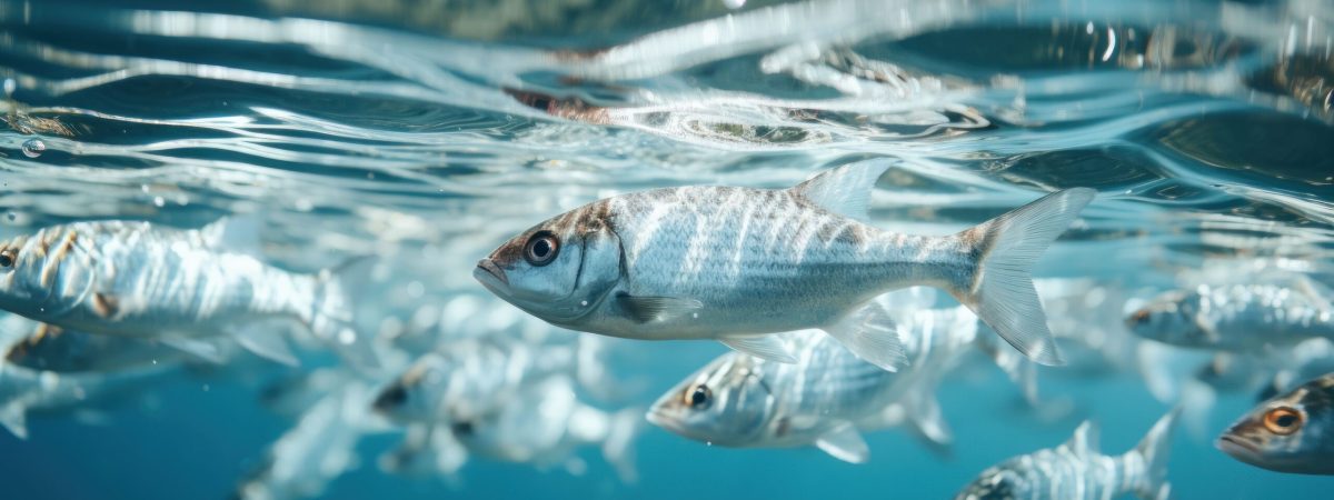 cute-fish-underwater (1) (1)